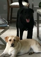 Cuomo family pets- Tennessee & Alabama